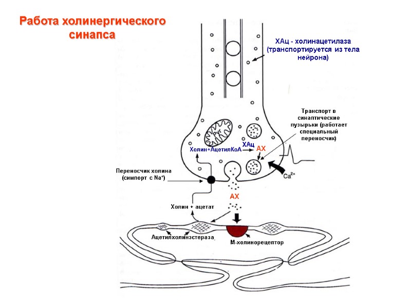 Работа холинергического синапса ХАц - холинацетилаза  (транспортируется  из тела нейрона) Холин+АцетилКоА АХ